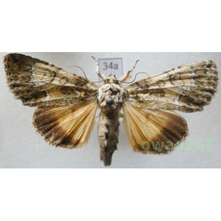 Polyphaenis sericata (Esper, 1787) France34a